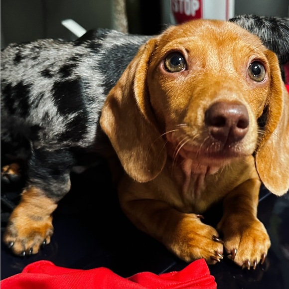 NEW Doxie-Rex T - Picture 12 of 12